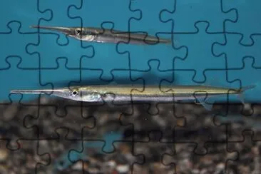Imagem jigsaw puzzle