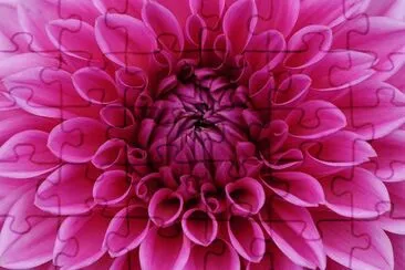 Dahlia