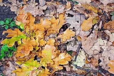 Autumn Leaves
