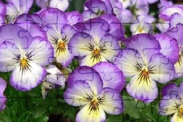Foto jigsaw puzzle