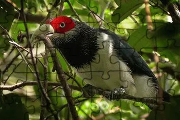 פאזל של Malkoha red faced