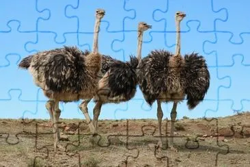 Imagem jigsaw puzzle