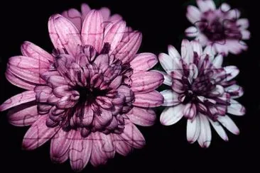 Imagem jigsaw puzzle