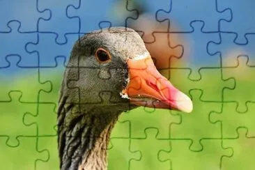 Imagem jigsaw puzzle