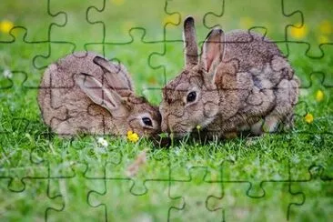 Imagem jigsaw puzzle