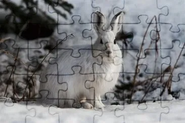 Imagem jigsaw puzzle