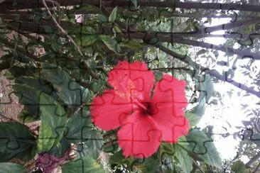 HIBISCO VERMELHO