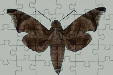 Enyotaedium jigsaw puzzle
