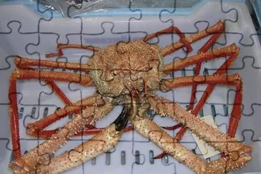 Paramola jigsaw puzzle