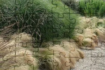 GraminÃ¨es
