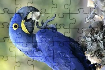 natural jigsaw puzzle