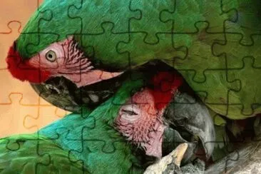 Imagem jigsaw puzzle