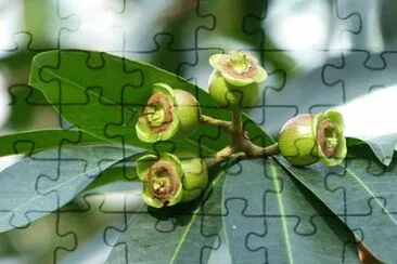 Imagem jigsaw puzzle
