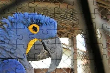 natural jigsaw puzzle