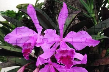 flores jigsaw puzzle