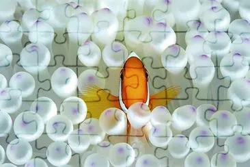 clown fish