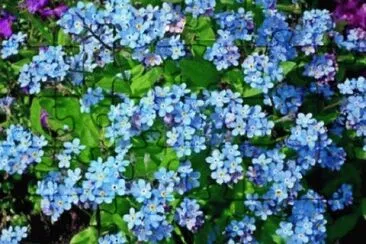 Imagem jigsaw puzzle