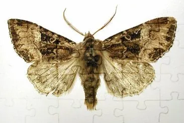 Blepharite amica jigsaw puzzle