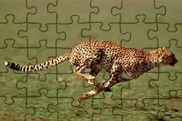 פאזל של Imagem