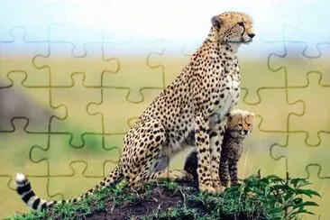 פאזל של Imagem
