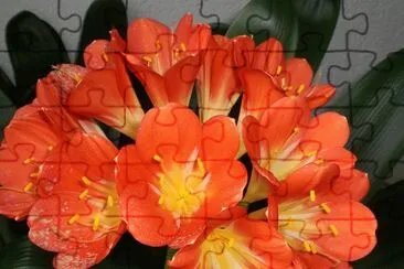 פאזל של Clivia