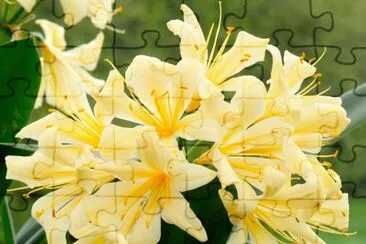 פאזל של Clivia