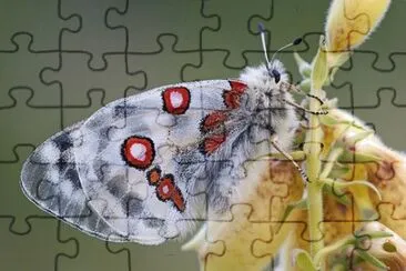 Imagem jigsaw puzzle