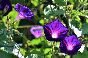 Imagem jigsaw puzzle
