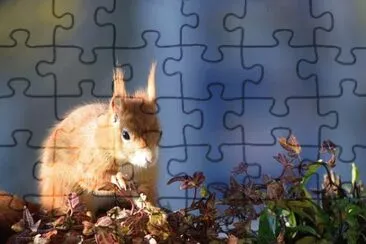 Imagem jigsaw puzzle