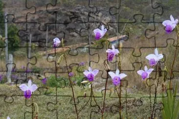 Flores do campo jigsaw puzzle