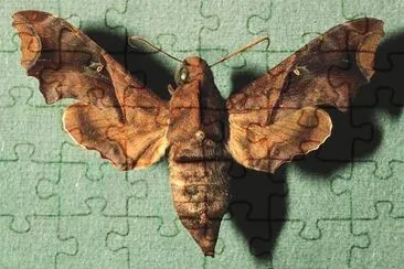Enyo ocypete jigsaw puzzle