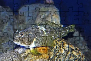 Trematomus bernacchii jigsaw puzzle