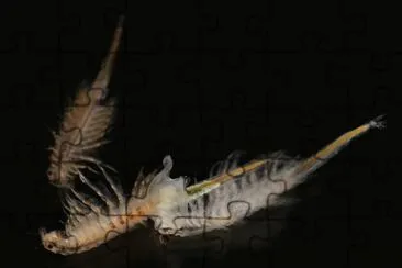 Artemia jigsaw puzzle