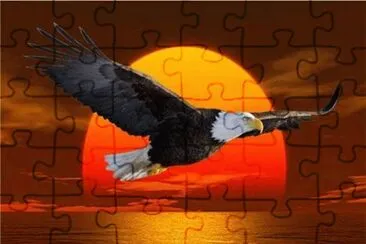 Flying Eagle at Sunset