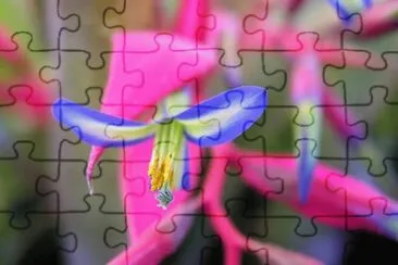 flores jigsaw puzzle