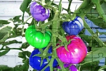 tomates