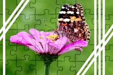 èŠ±èˆ‡æ˜†èŸ² jigsaw puzzle