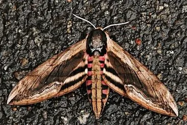 Sphinginae