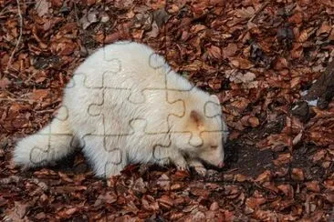 Imagem jigsaw puzzle