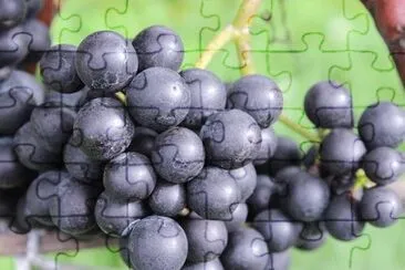 Imagem jigsaw puzzle