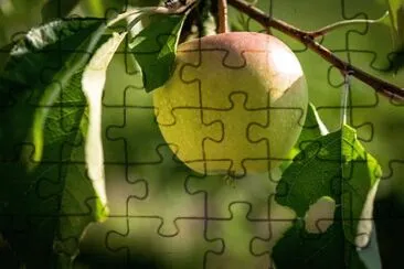 Imagem jigsaw puzzle