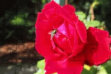 Imagem jigsaw puzzle