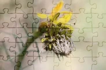 Imagem jigsaw puzzle
