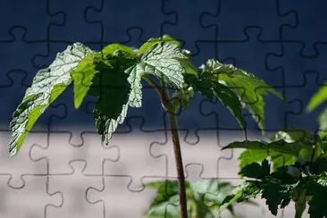 Imagem jigsaw puzzle