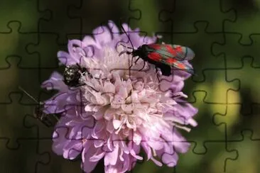 Imagem jigsaw puzzle