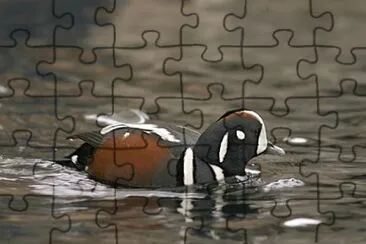  jigsaw puzzle