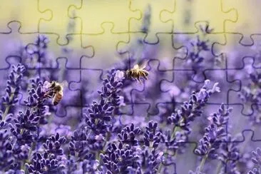 Imagem jigsaw puzzle