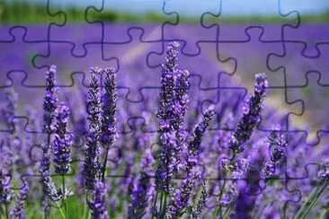 Imagem jigsaw puzzle