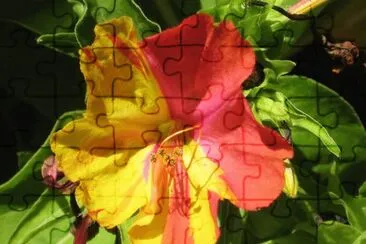 Imagem jigsaw puzzle
