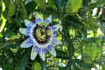 Imagem jigsaw puzzle